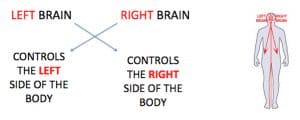 left brain vs right brain