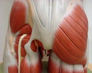 Pelvic and thigh muscle anatomy.